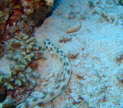 Myrichthys maculosus