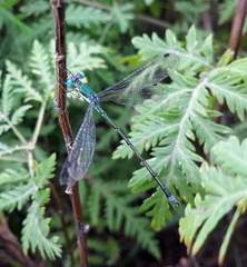 Lestes japonicus