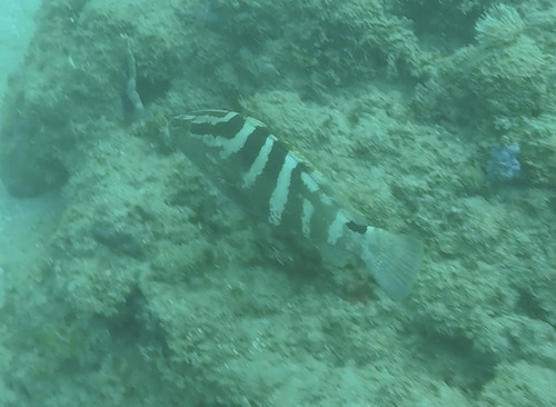 Nassau Grouper