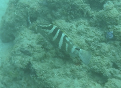 Nassau Grouper