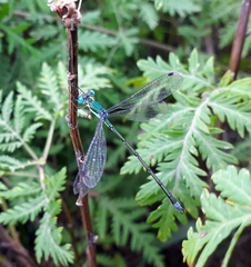 Lestes japonicus