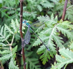 Lestes japonicus