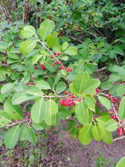 Erythroxylum argentinum