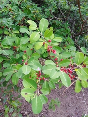 Erythroxylum argentinum