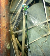 Lestes japonicus