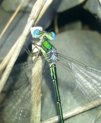 Lestes japonicus