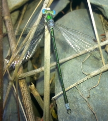 Lestes japonicus