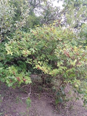 Erythroxylum argentinum