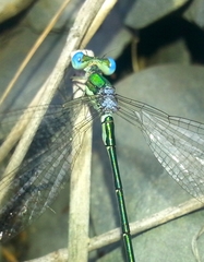 Lestes japonicus