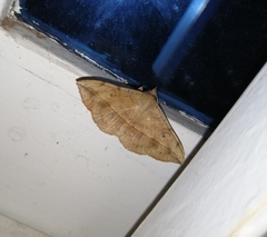 Anticarsia irrorata