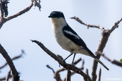 Lalage leucopyga