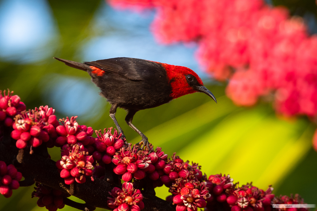 Cardinal Myzomela photo