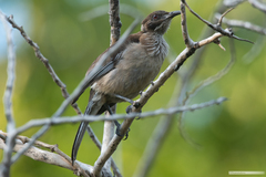 Philemon diemenensis