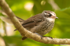 Rhipidura verreauxi verreauxi