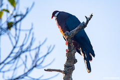 Columba vitiensis hypoenochroa