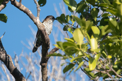 Chrysococcyx lucidus layardi
