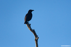 Aplonis striata atronitens