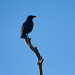 Loyalty Islands Striated Starling - Photo (c) Frédéric Desmoulins, some rights reserved (CC BY-NC), uploaded by Frédéric Desmoulins