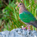 Pacific Emerald Dove - Photo (c) Frédéric Desmoulins, some rights reserved (CC BY-NC), uploaded by Frédéric Desmoulins