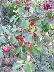 Erythroxylum argentinum