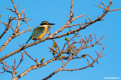 Todiramphus sanctus macmillani