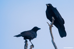 Corvus moneduloides