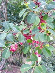 Erythroxylum argentinum