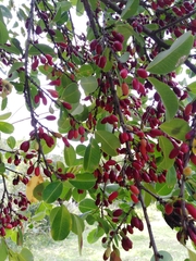 Erythroxylum argentinum