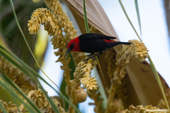 Myzomela cardinalis