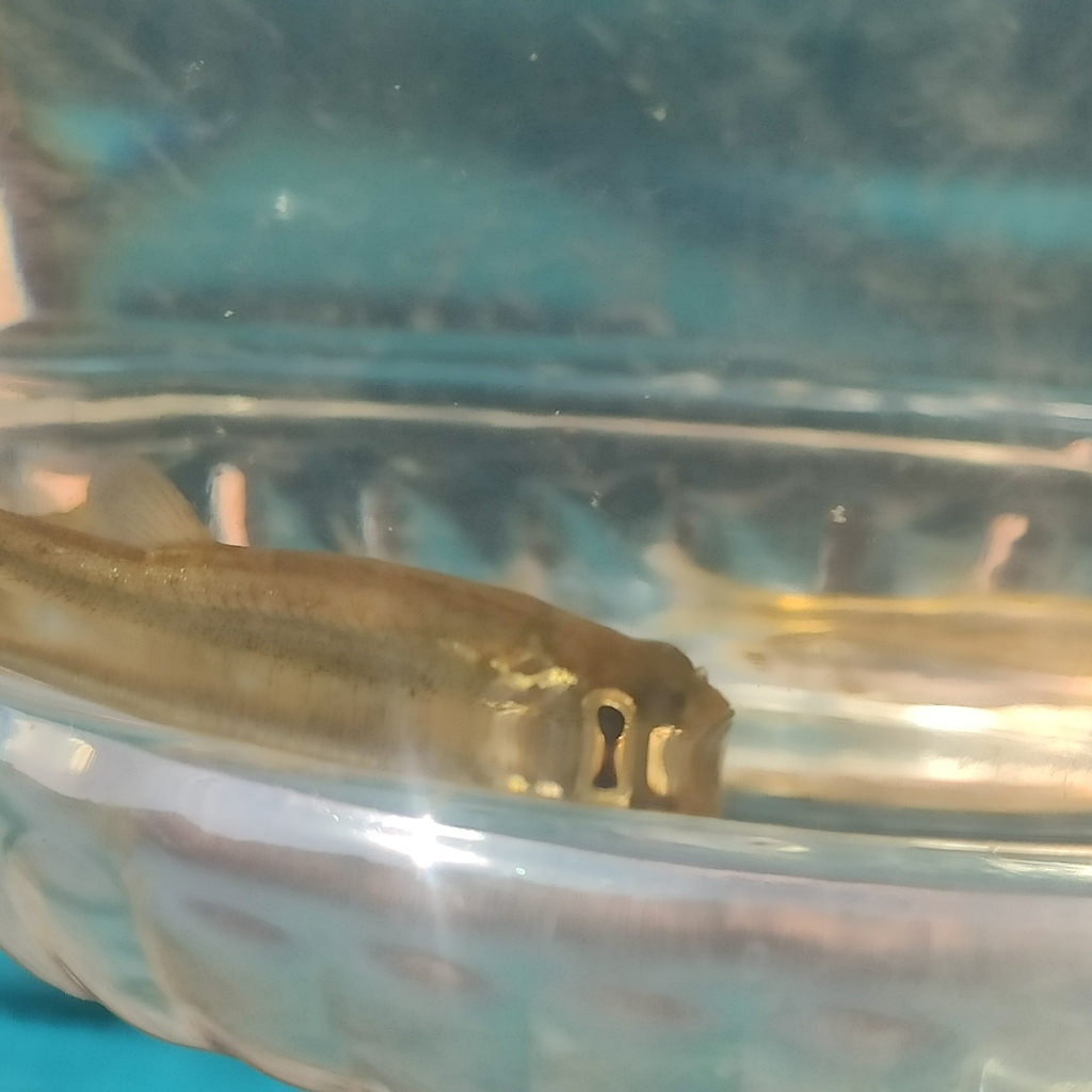 Seven River's Minnow