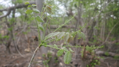 Commiphora grandifolia image