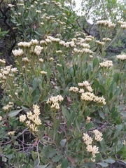 Symphyopappus casarettoi