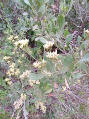 Symphyopappus casarettoi