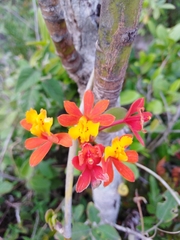 Epidendrum fulgens