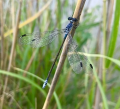 Lestes macrostigma