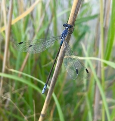 Lestes macrostigma