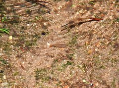 Caridina cantonensis