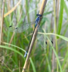 Lestes macrostigma