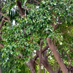 Ficus