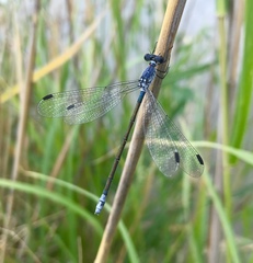 Lestes macrostigma