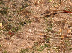 Caridina cantonensis