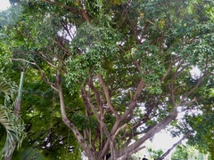 Ficus