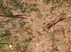 Caridina cantonensis