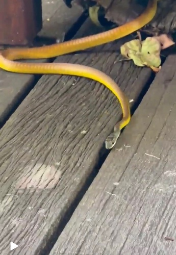 Common Tree Snake sighting
