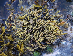 Xiphophora chondrophylla