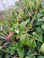 Ruellia angustiflora