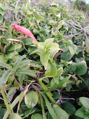 Ruellia angustiflora