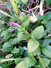 Ruellia angustiflora