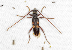 Phoracantha punctata