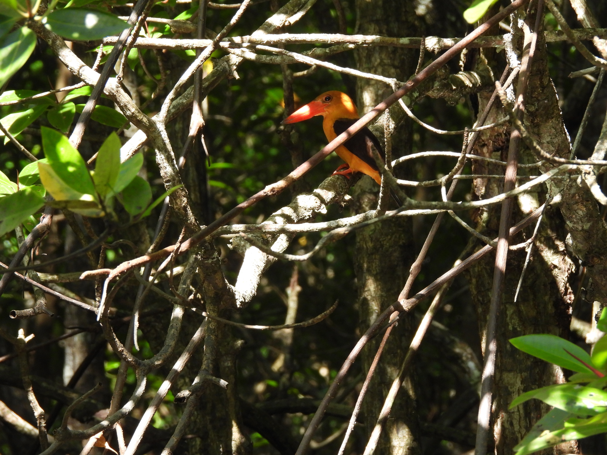 Brown-winged Kingfisher illustration